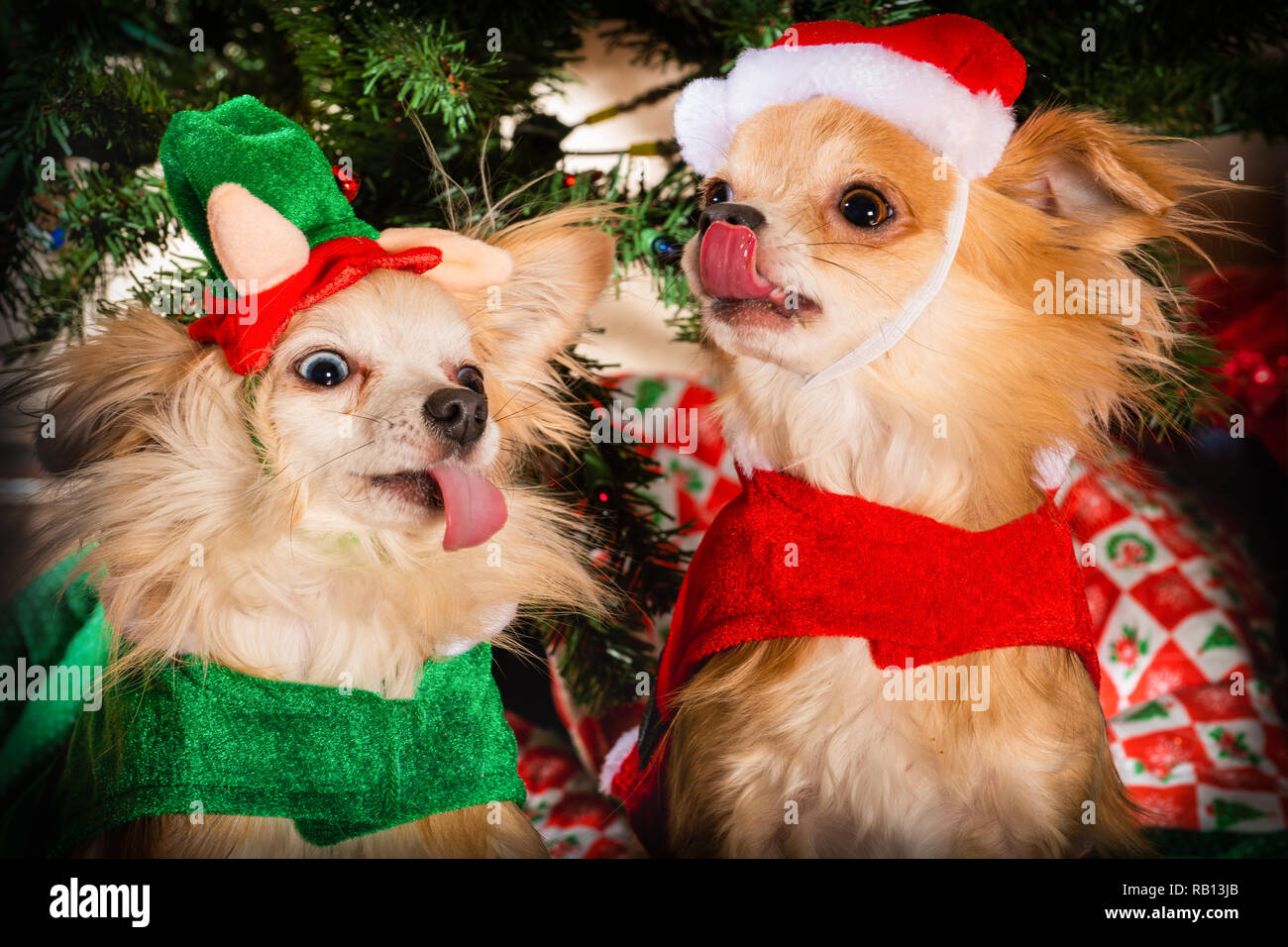 Carino coppia di chihuahua cani vestito per celebrare le vacanze di Natale Foto Stock
