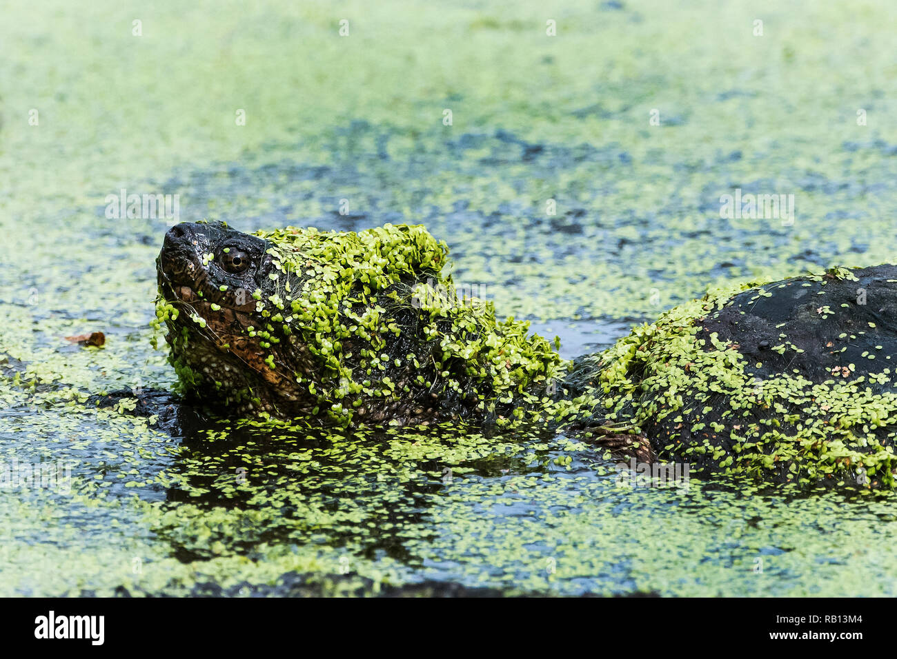 Scatto turtle coperto con duck weed close-up di nuoto in stagno Foto Stock