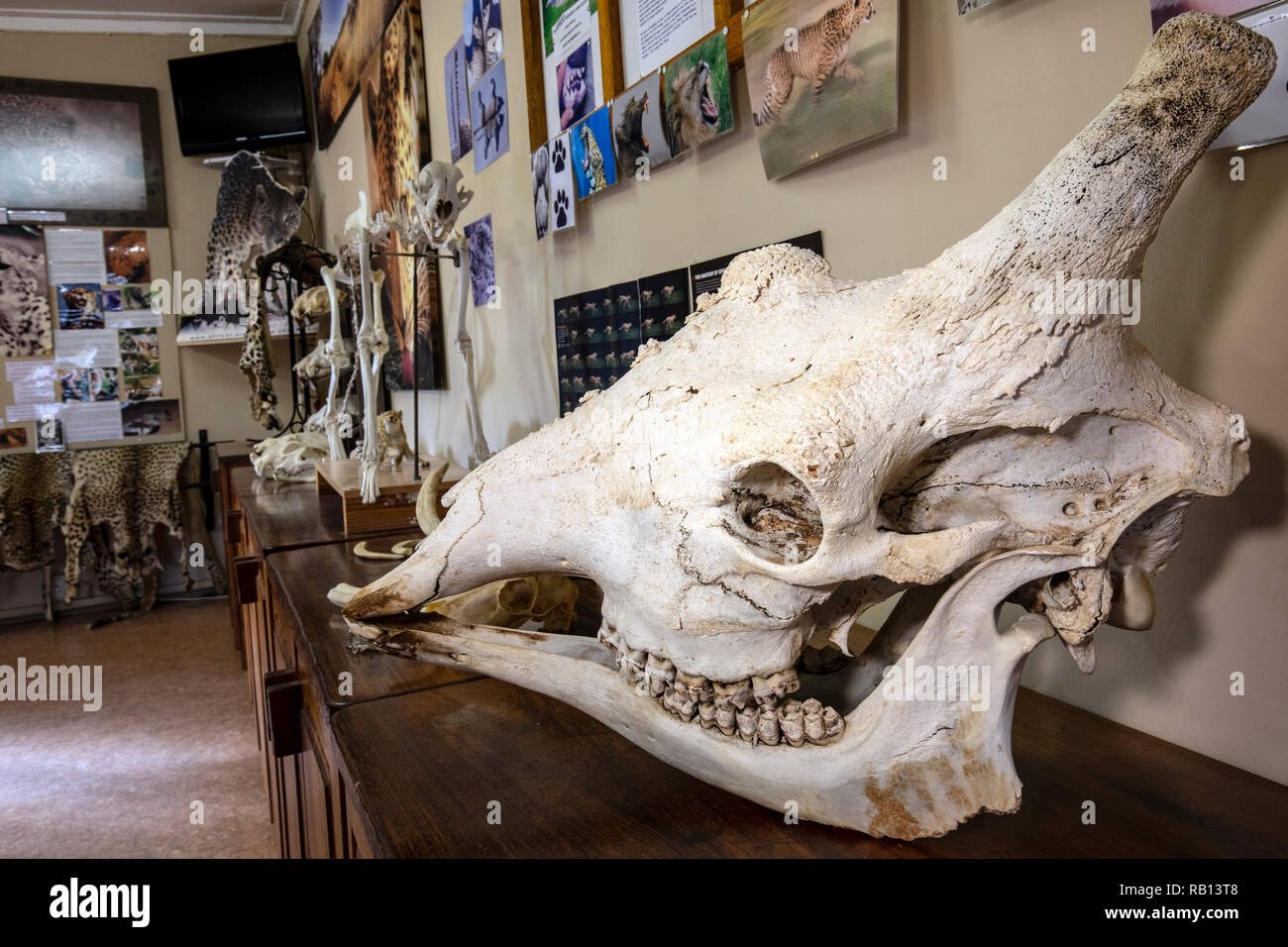 La giraffa cranio presentano - Fondazione AfriCat Centro di Educazione Ambientale - l'Okonjima Riserva Naturale, Namibia, Africa Foto Stock