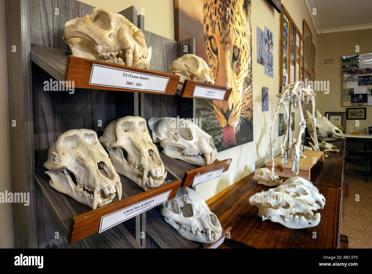 Fondazione AfriCat Centro di Educazione Ambientale - l'Okonjima Riserva Naturale, Namibia, Africa Foto Stock