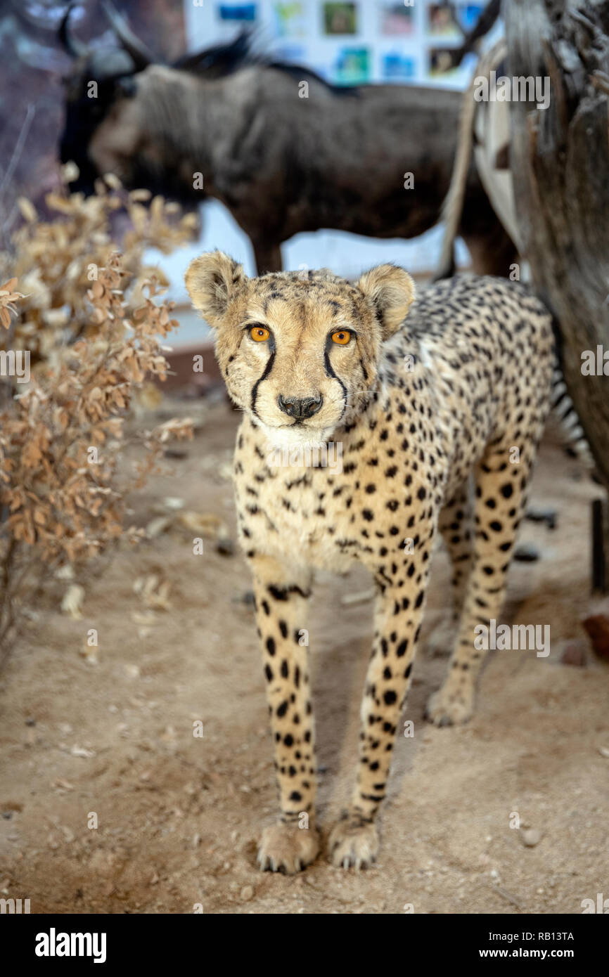 Cheetah esporre alla Fondazione AfriCat Centro di Educazione Ambientale - l'Okonjima Riserva Naturale, Namibia, Africa Foto Stock