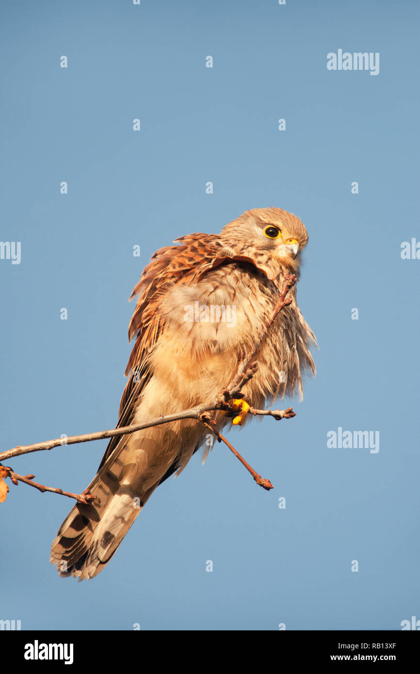 Comune femmina gheppio, Falco tinnunculus, in cerca di prede sul terreno, Hampstead Heath, London, Regno Unito Foto Stock