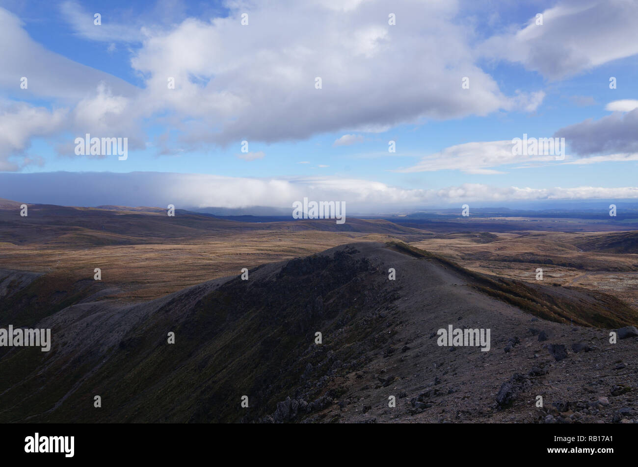 Nella natura della Nuova Zelanda. Foto Stock