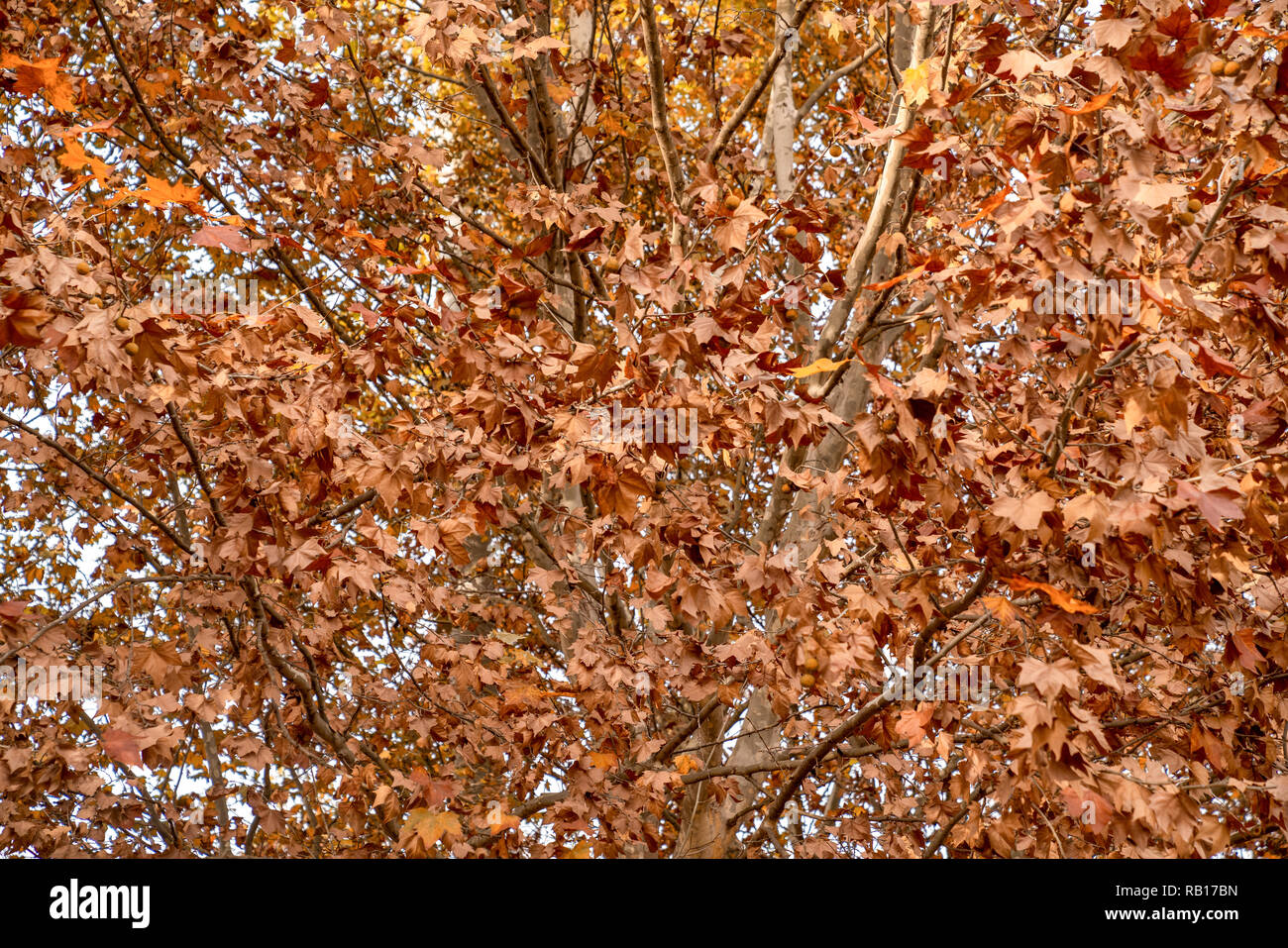 Un ramo di albero con foglie di autunno. Paesaggio nella stagione autunnale. Foto Stock