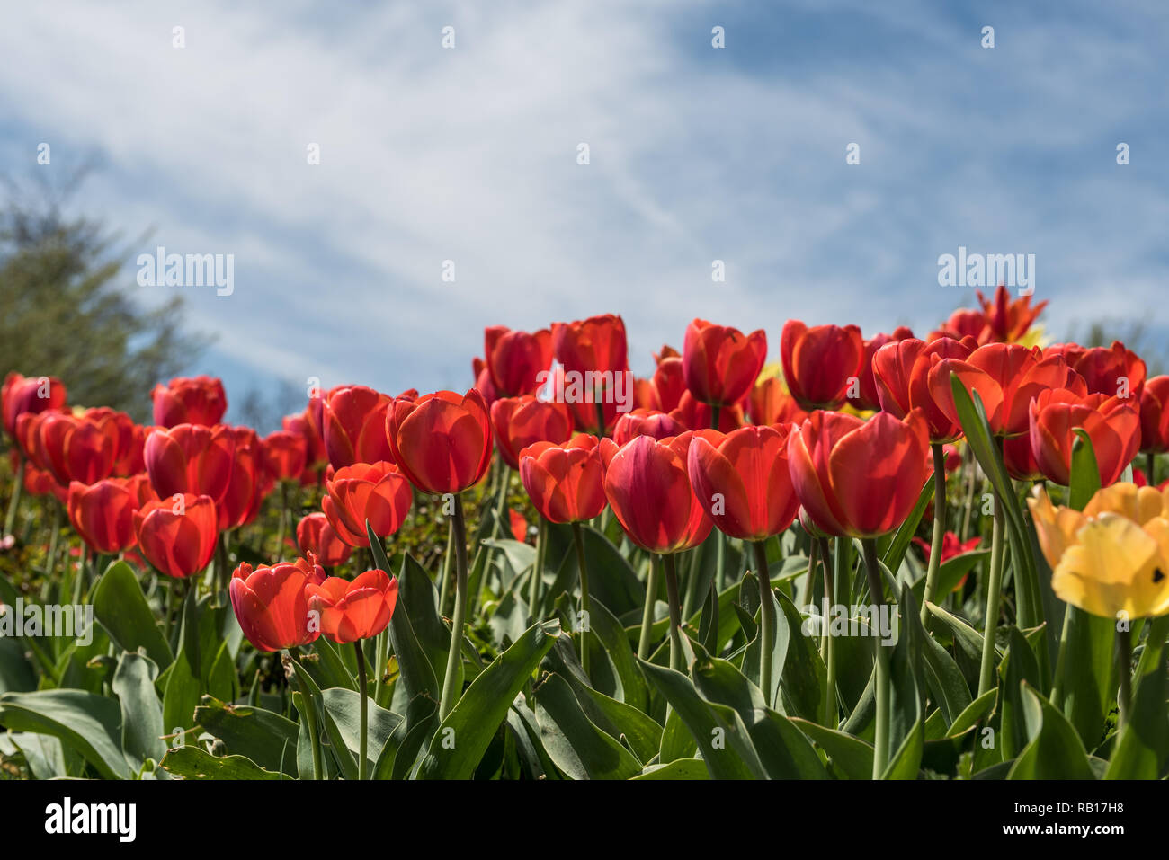 disposizione di molti tulipani rossi in un campo con cielo blu Foto Stock