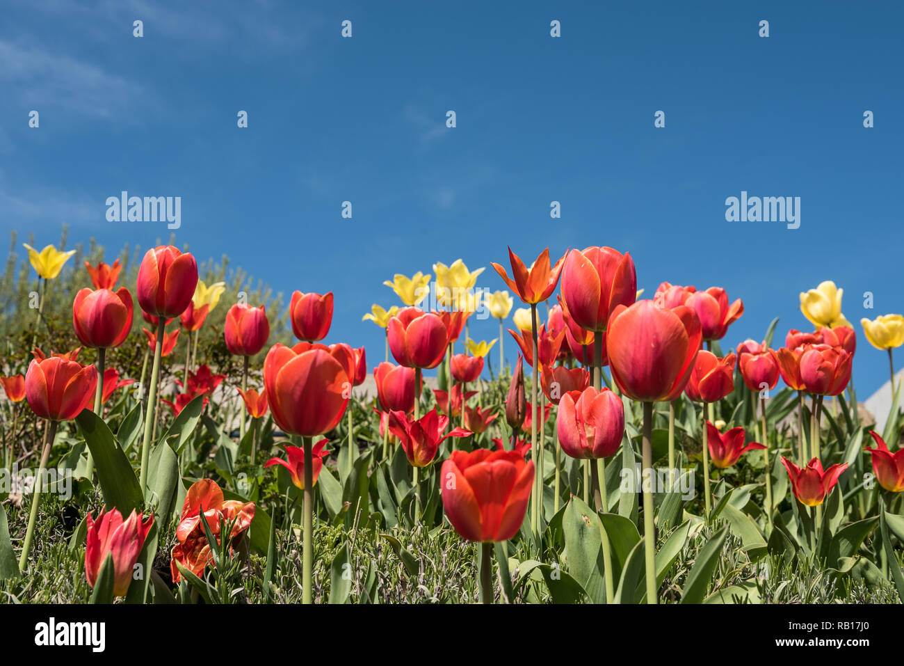 disposizione di molti tulipani rossi in un campo con cielo blu Foto Stock