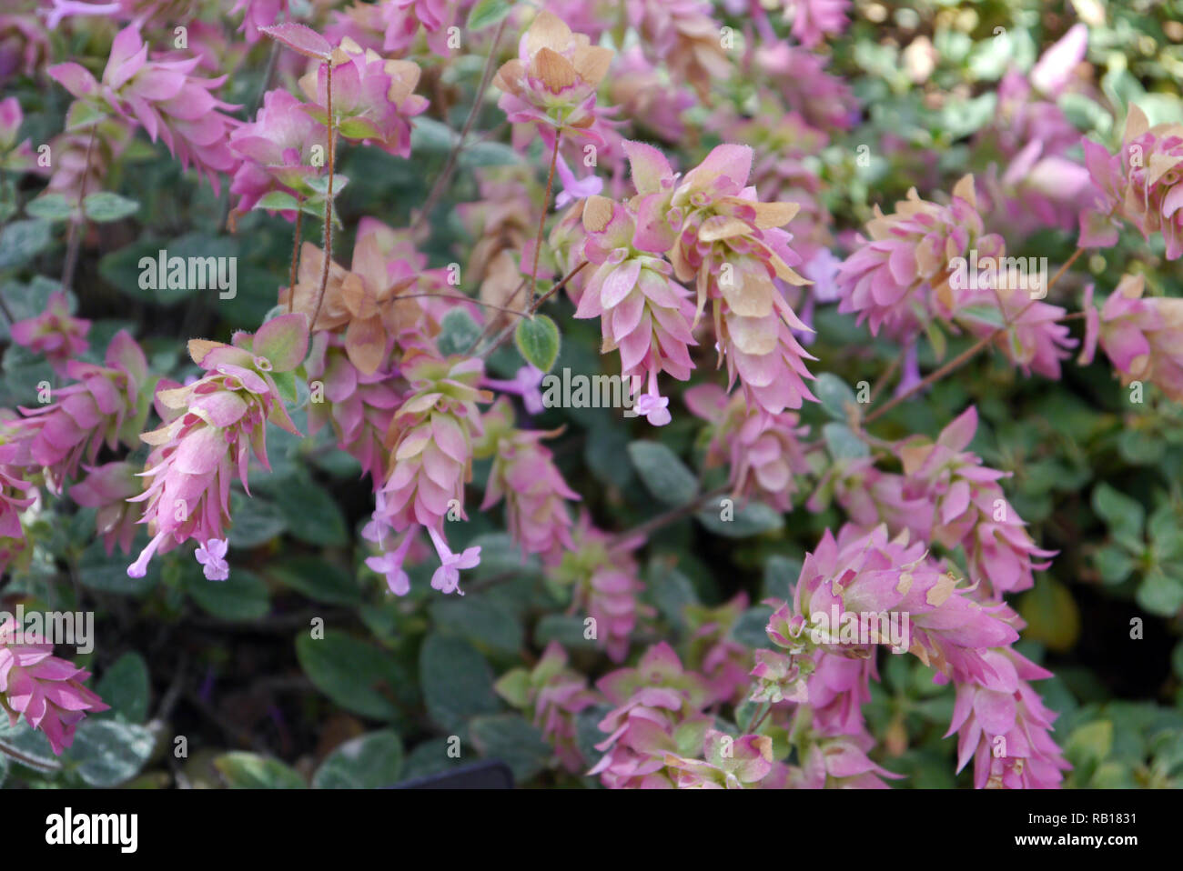 Fiori di colore rosa pallido su Origanum 'Buckland' (origano ornamentali) cresciuto a RHS Garden Harlow Carr, Harrogate, Yorkshire. Inghilterra, Regno Unito. Foto Stock