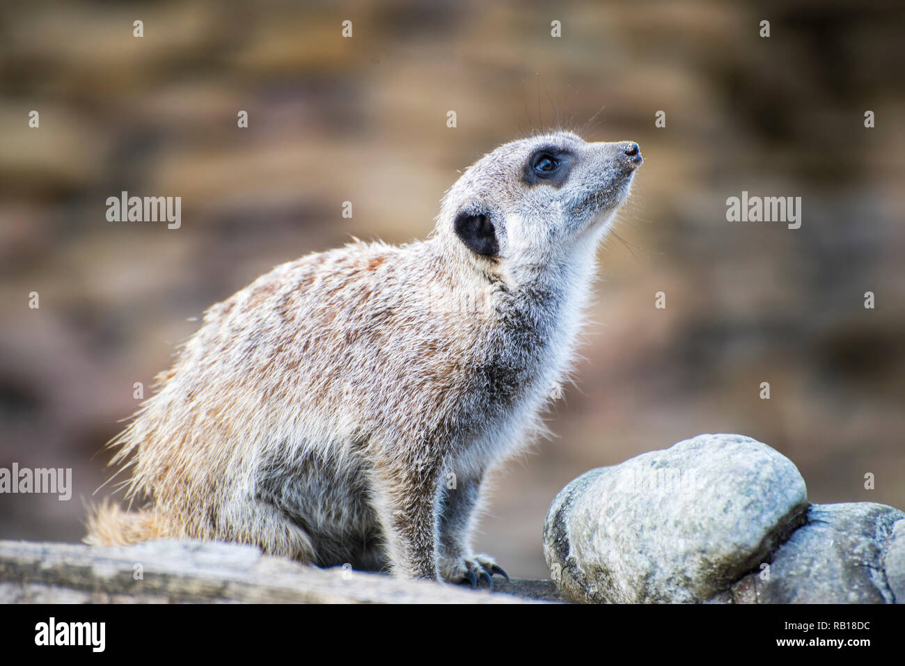 Meerkat seduta sul tronco di legno sniffing intorno. Foto Stock