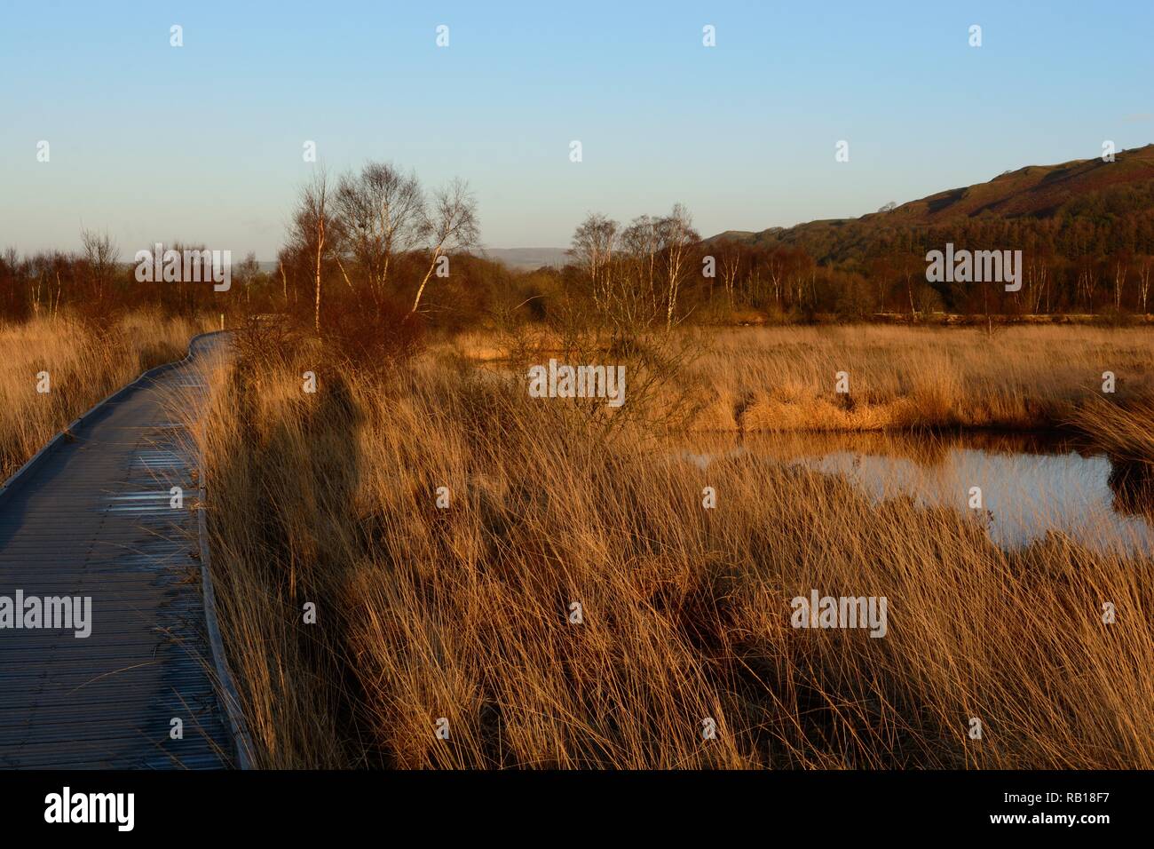Il Boardwalk attraverso Cors Caron Riserva Naturale Nazionale Tregaron Ceredigion nel Galles Cymru REGNO UNITO Foto Stock