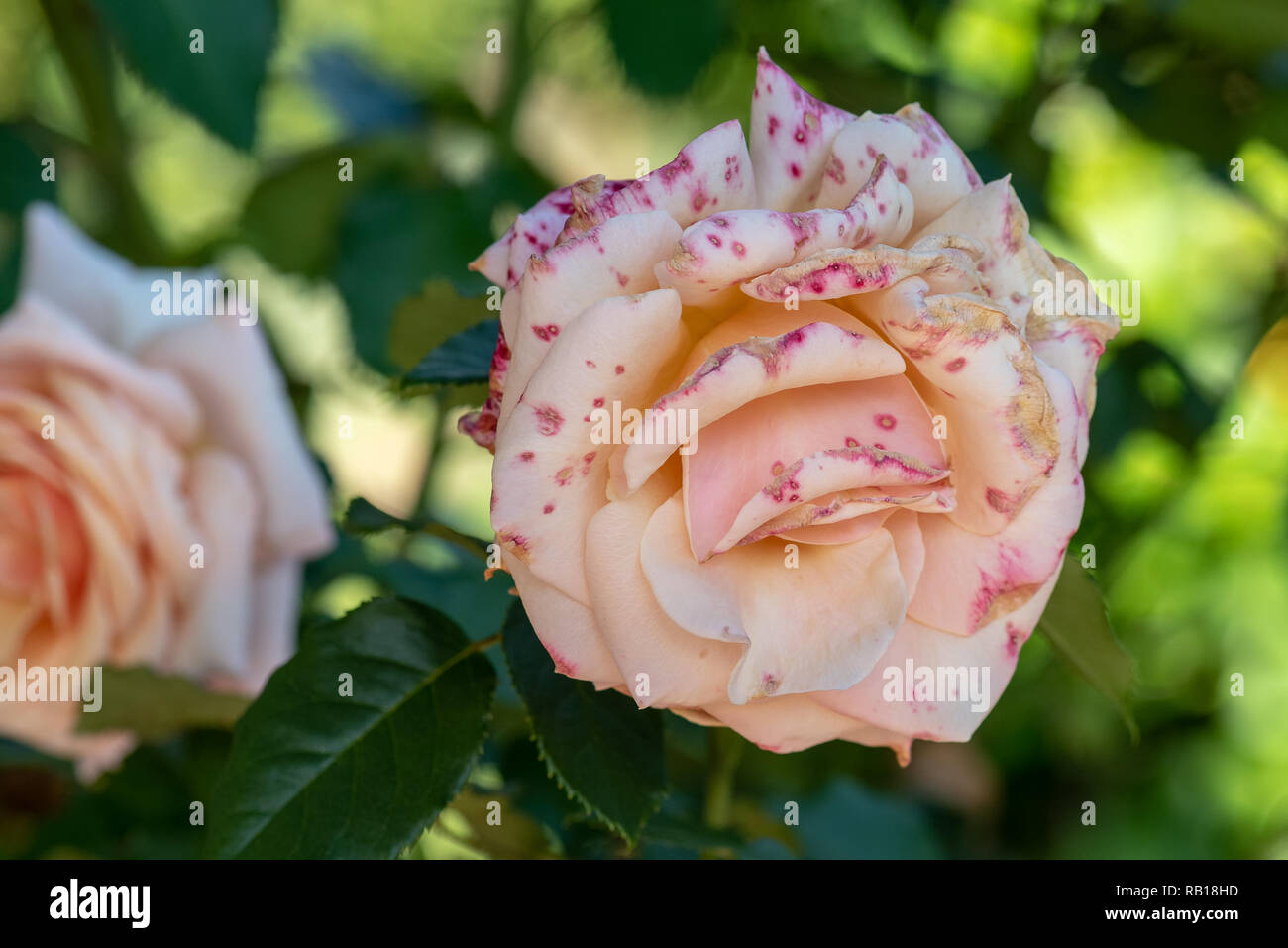 Colore esterno macro floreale di un singolo isolato rosa rosa bianco screziato di tinte blossom,sfocato naturale sfondo verde,texture dettagliate,sunny Foto Stock