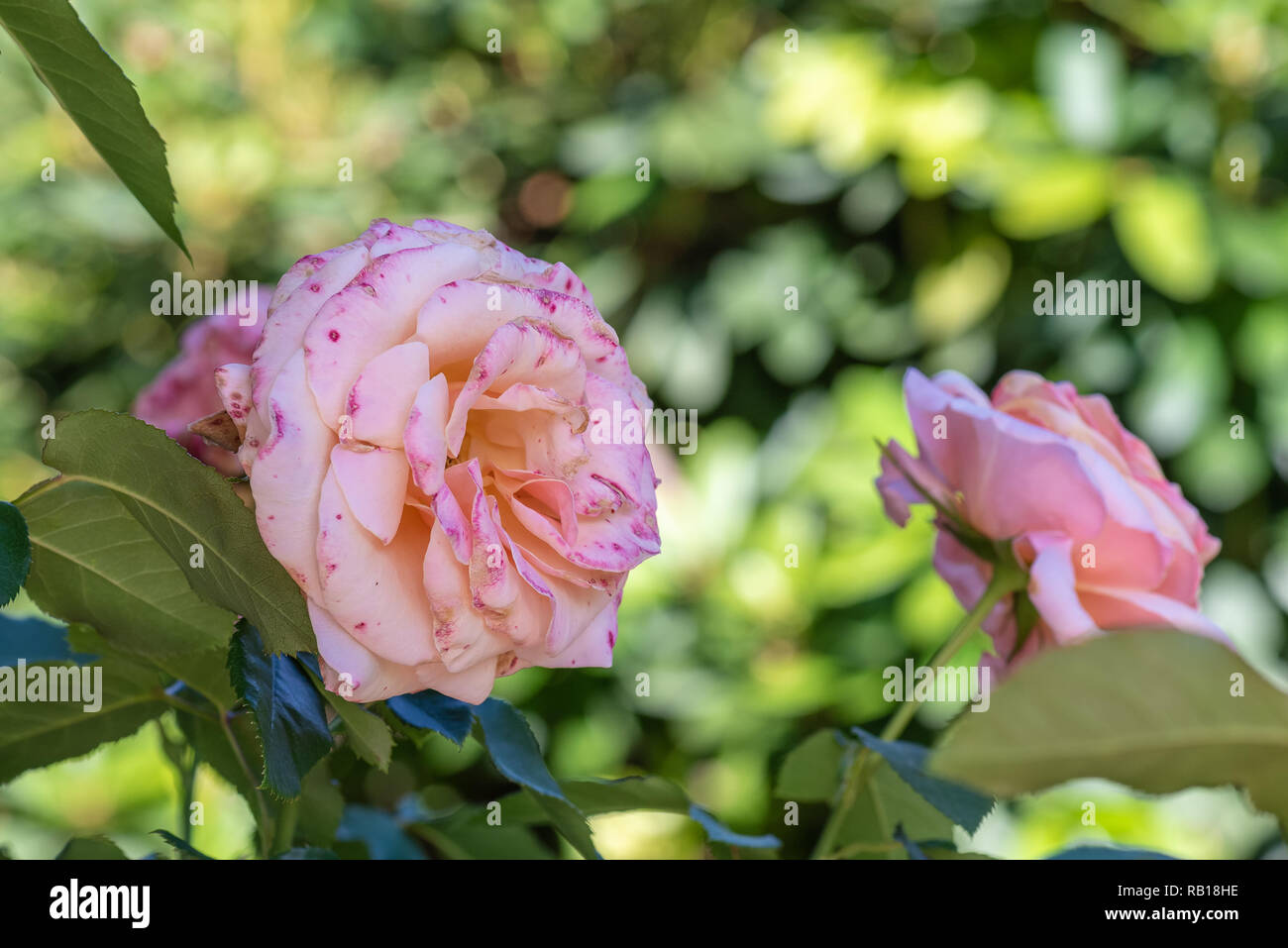 Colore esterno macro floreale di un unico colore rosa rosa bianco screziato/chiazzata blossom sul naturale sfocato sfondo verde,texture dettagliate,soleggiata giornata estiva Foto Stock