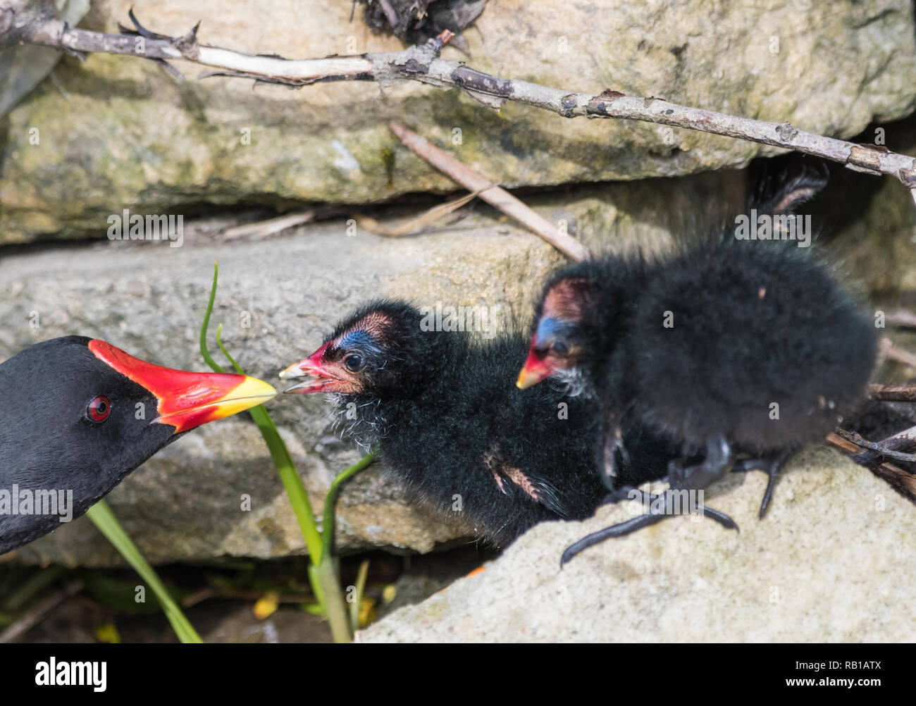 Comune (Moorhen Gallinula chloropus) chick essendo alimentato da un adulto Moorhen in primavera nel West Sussex, in Inghilterra, Regno Unito. Foto Stock