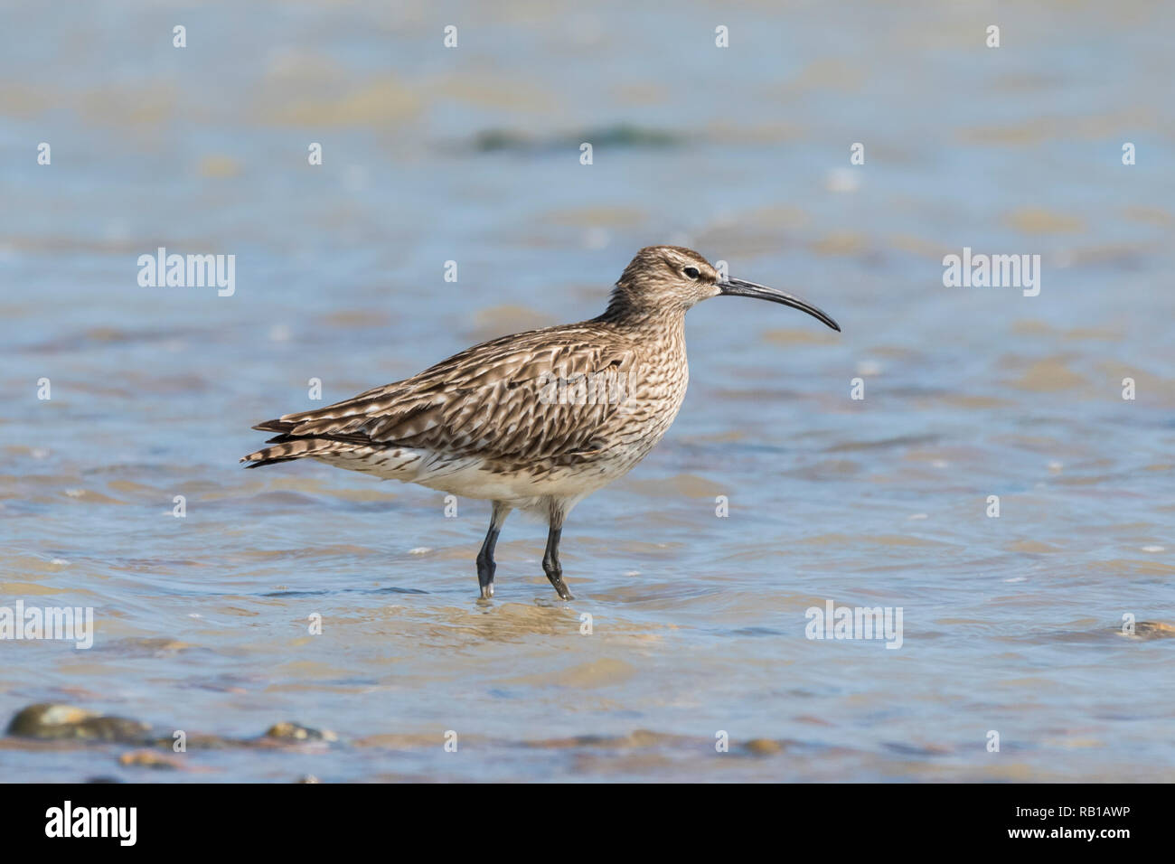 Un uccello Whimbrel (Numenius phaeopus) paddling in mare nel maggio 2018 (molla) sulla costa sud dell'Inghilterra nel West Sussex, in Inghilterra, Regno Unito. Foto Stock