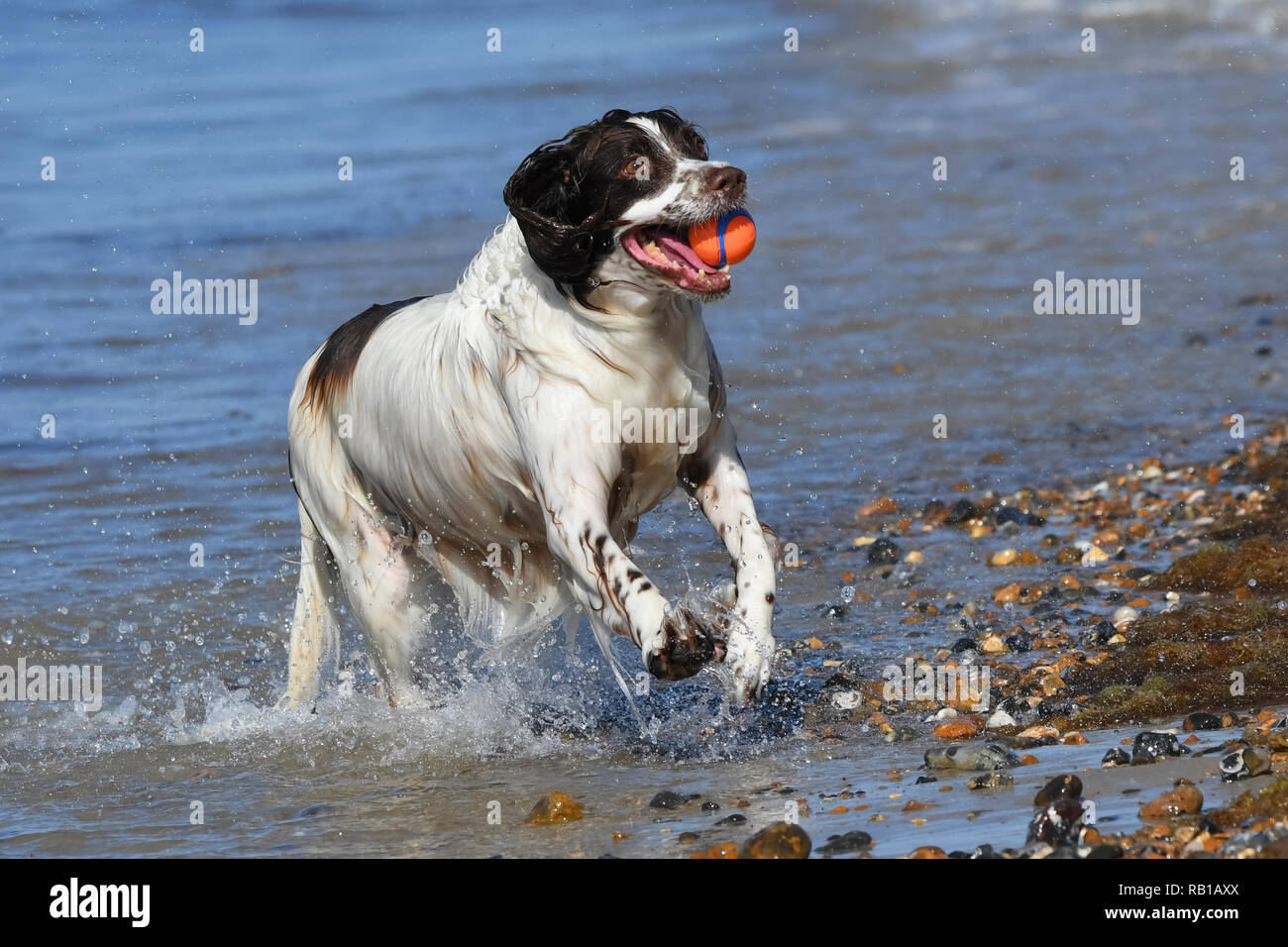 Un cane che corre e gioca con una palla in mare in un giorno caldo in estate nel Regno Unito. Foto Stock