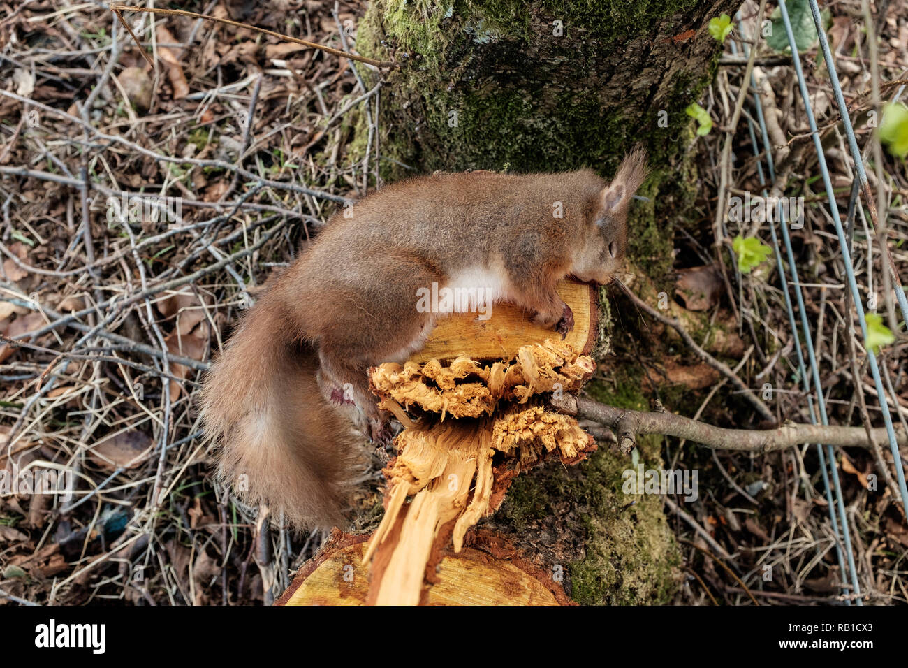 Dead scoiattolo rosso Glen Nevis Highlands della Scozia Foto Stock