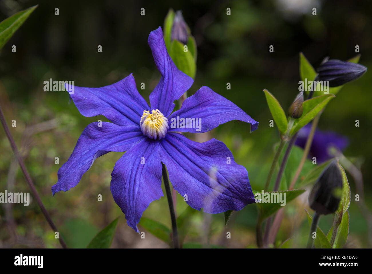 La clematide in einem Garten in Irlanda Foto Stock