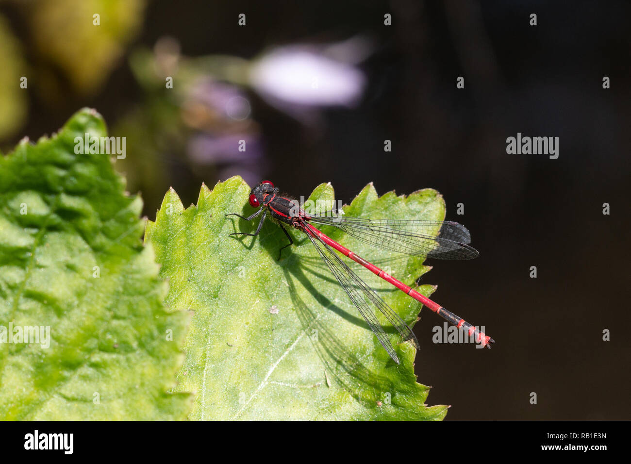 Grandi damselfly rosso, a riposo su una foglia (Pyrrhosoma nymphula) Foto Stock