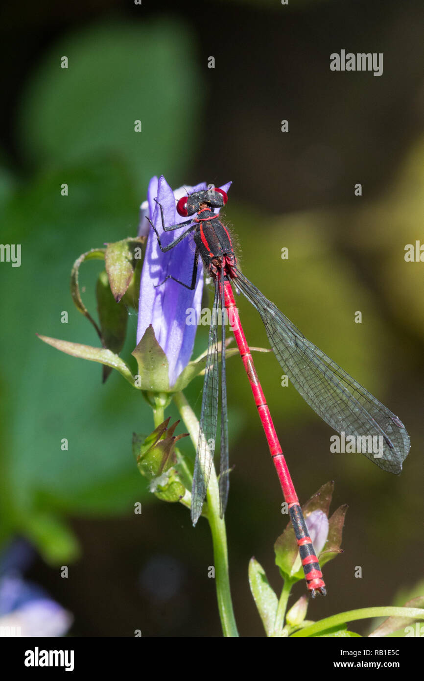 Grandi damselfly rosso, a riposo su una foglia (Pyrrhosoma nymphula) Foto Stock