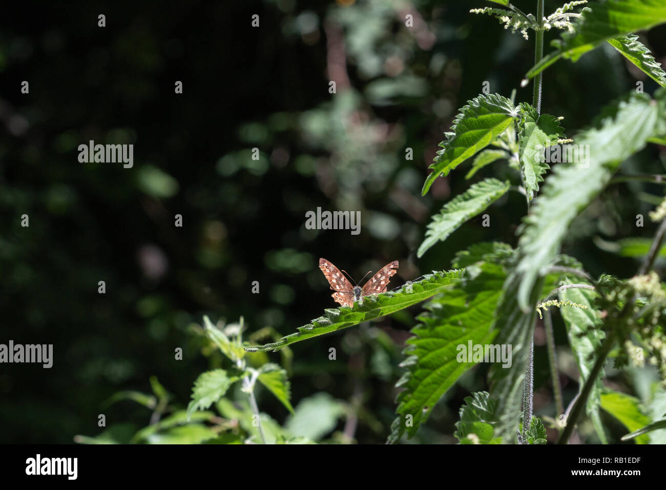 Punteggiate di farfalle di legno appoggiata su una foglia in un bosco Foto Stock