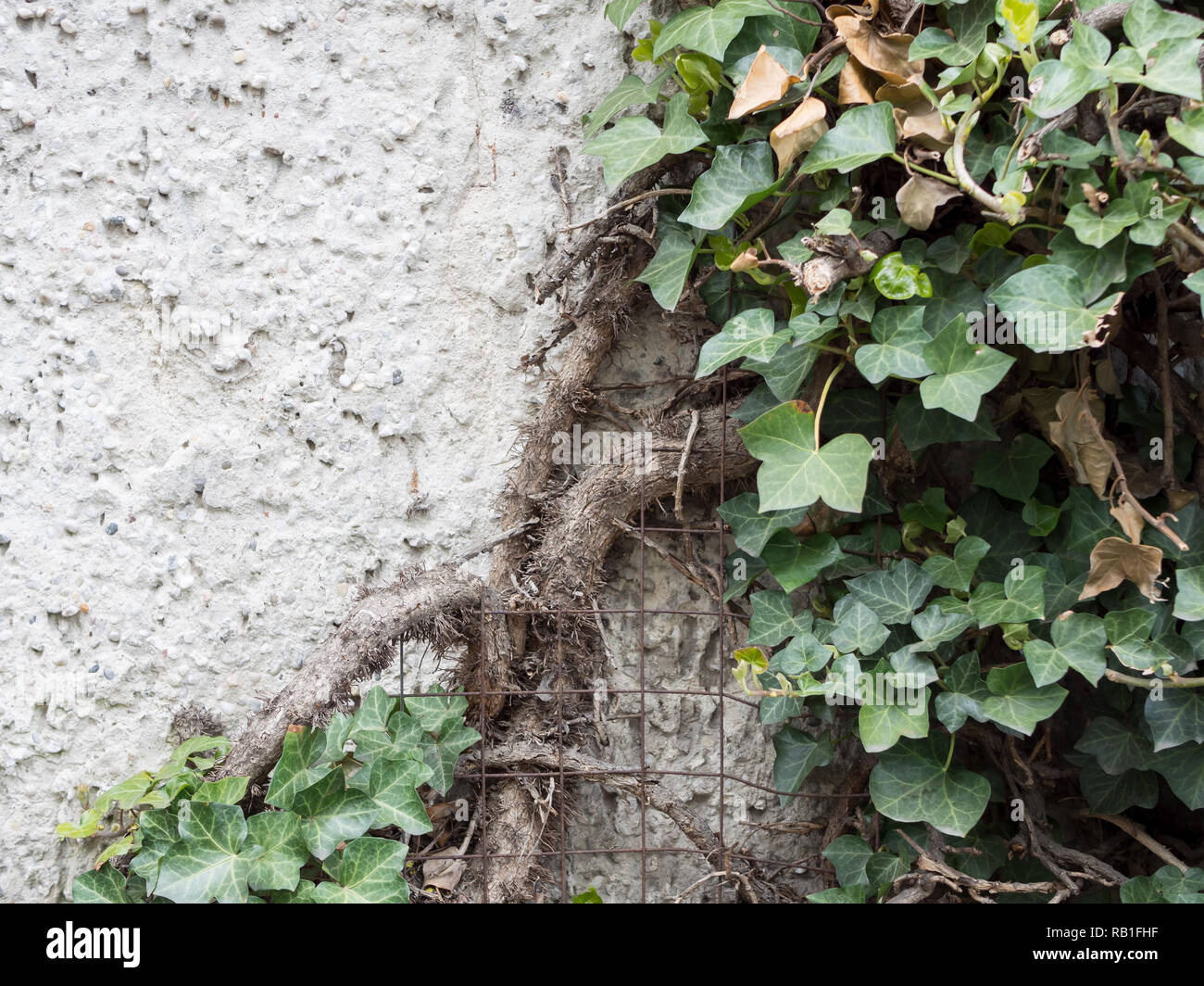 Foglie di unione di Edera Hedera helix, in corrispondenza di un muro di pietra con spazio di copia Foto Stock