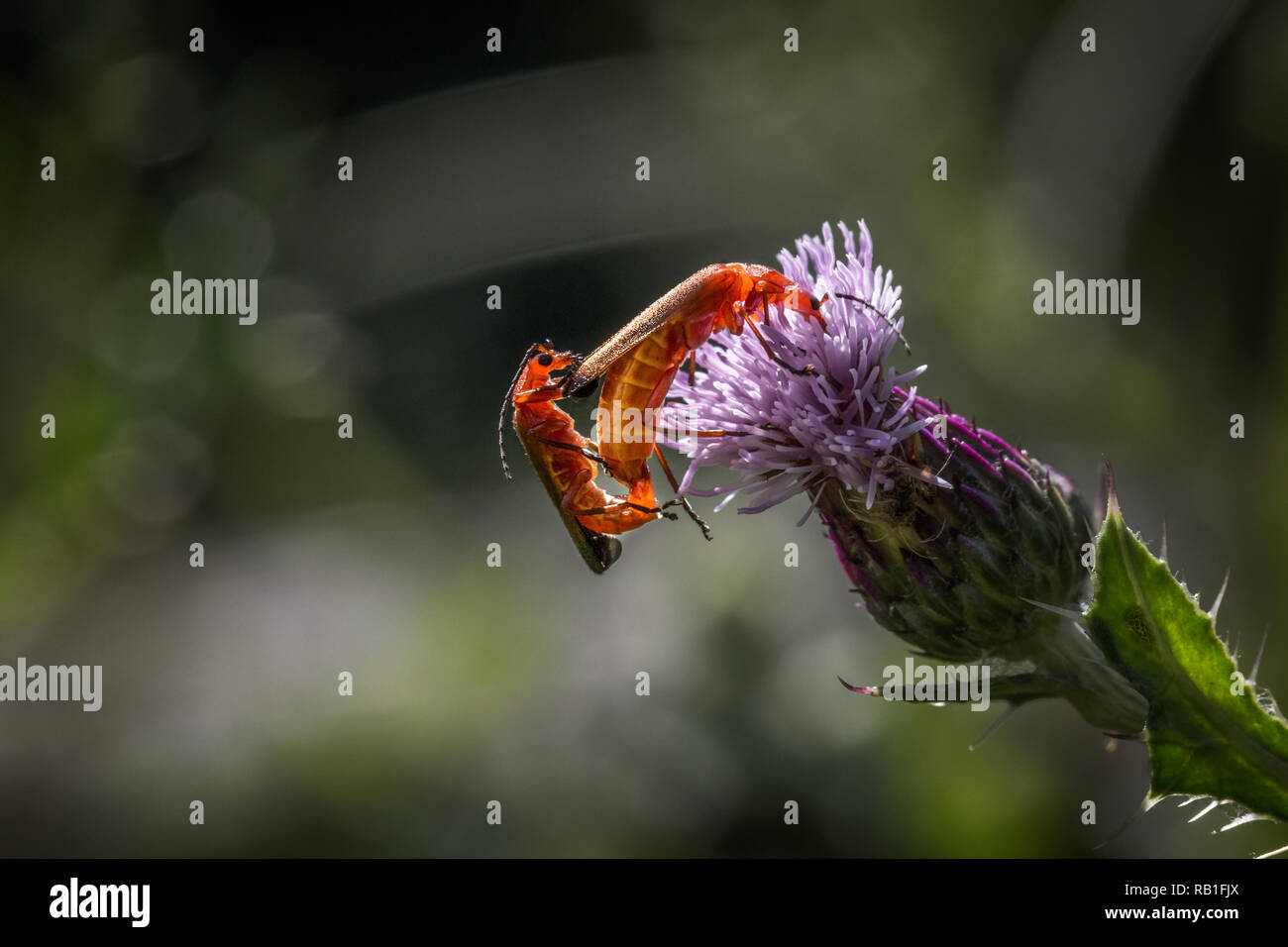 Coppia di accoppiamento del soldato maggiolini su un viola thistle Foto Stock
