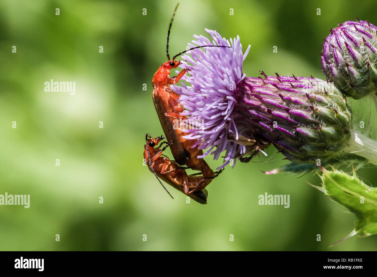 Due soldato coleotteri in accoppiamento un viola fiore di cardo. Foto Stock