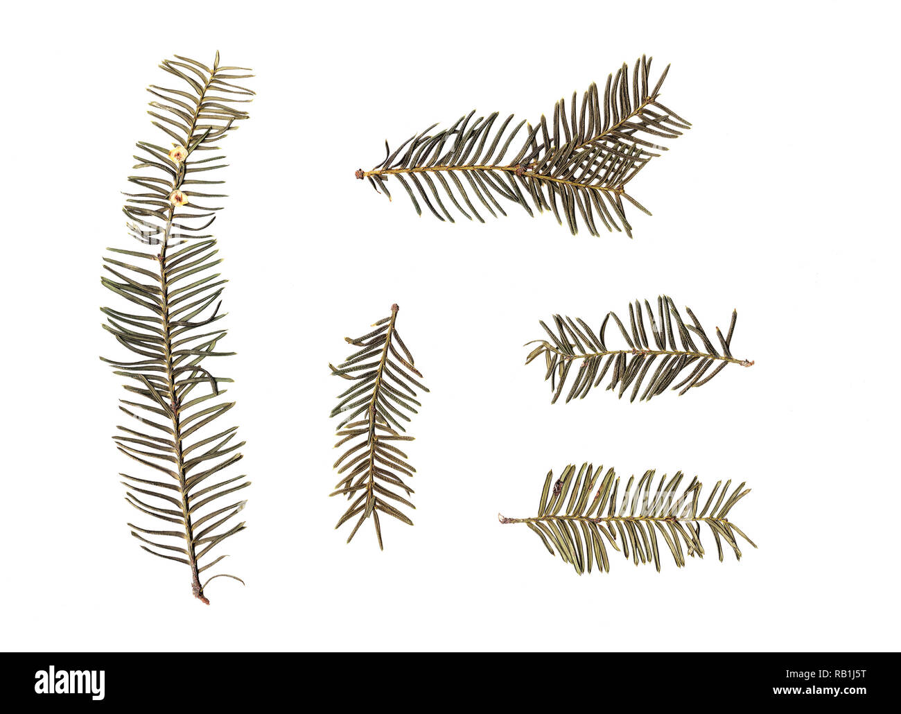 Appartamento a secco rami sempreverdi isolati su sfondo bianco Foto Stock