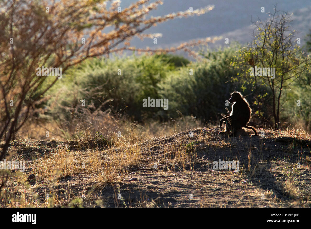 Chacma Baboon o Cape babbuino (Papio ursinus) - L'Okonjima Riserva Naturale, Namibia, Africa Foto Stock
