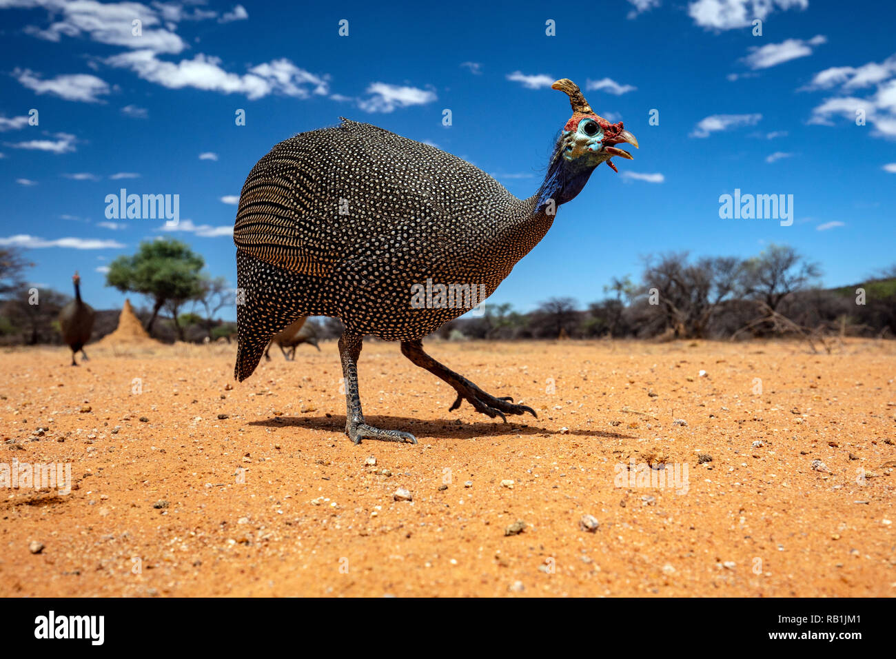 Helmeted faraone (Numida meleagris) - L'Okonjima Riserva Naturale, Namibia, Africa Foto Stock