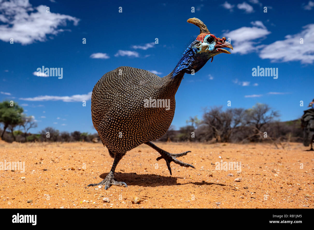 Helmeted faraone (Numida meleagris) - L'Okonjima Riserva Naturale, Namibia, Africa Foto Stock