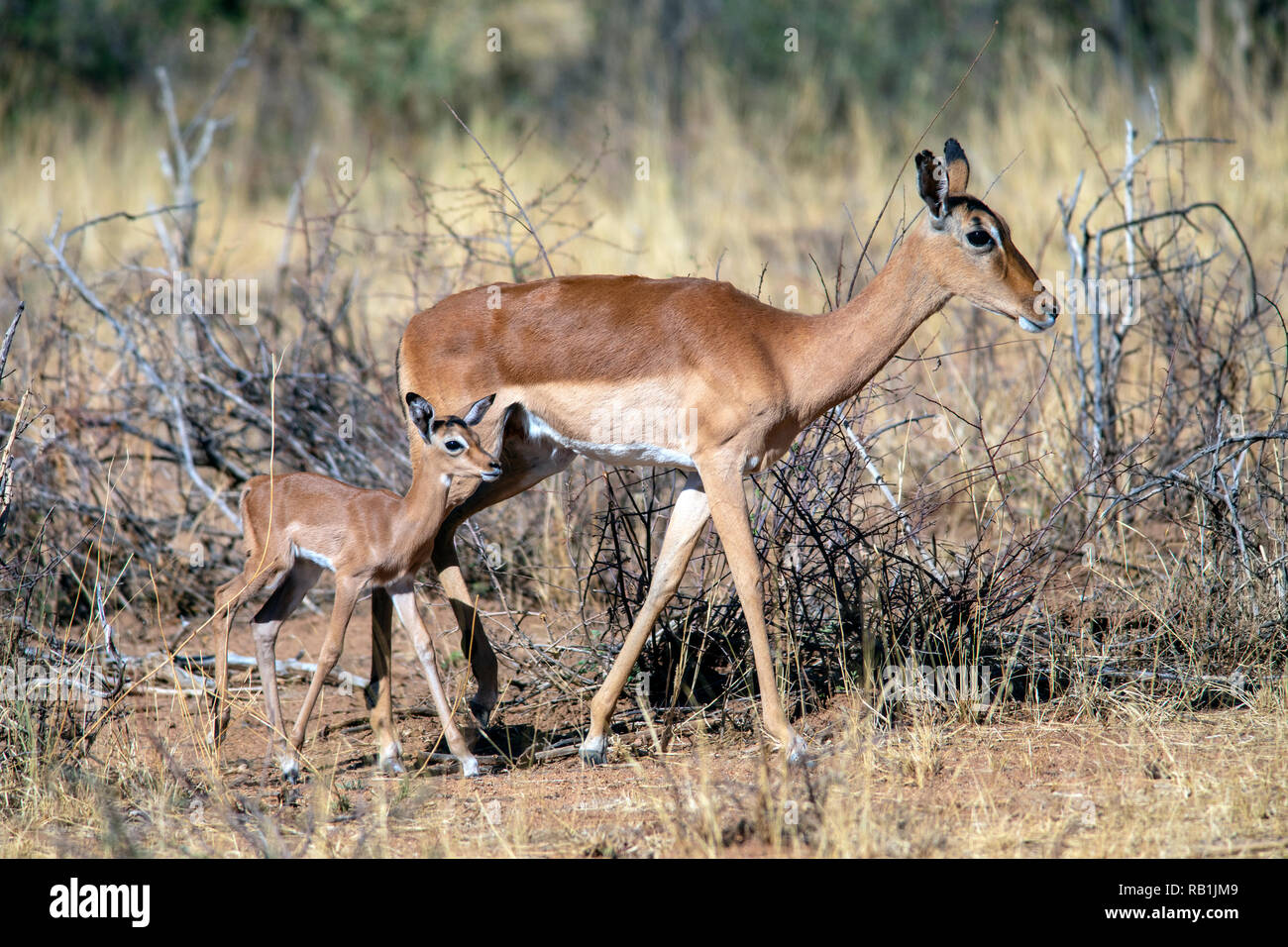 Impala pecora con polpaccio (Aepyceros melampus) - L'Okonjima Riserva Naturale, Namibia, Africa Foto Stock