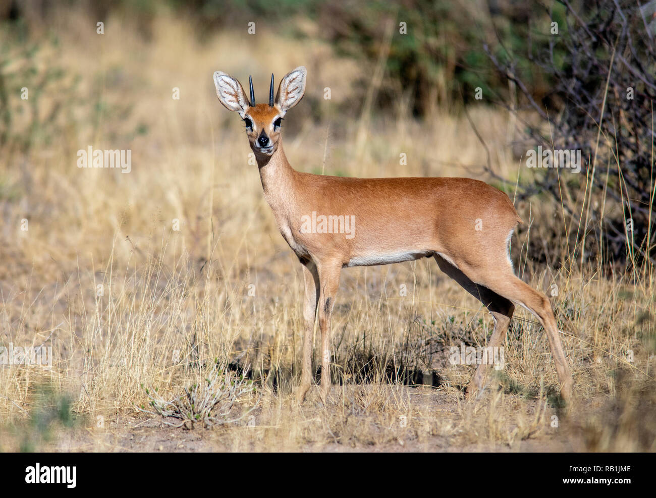 Maschio (Steenbok Raphicerus campestris) - L'Okonjima Riserva Naturale, Namibia, Africa Foto Stock