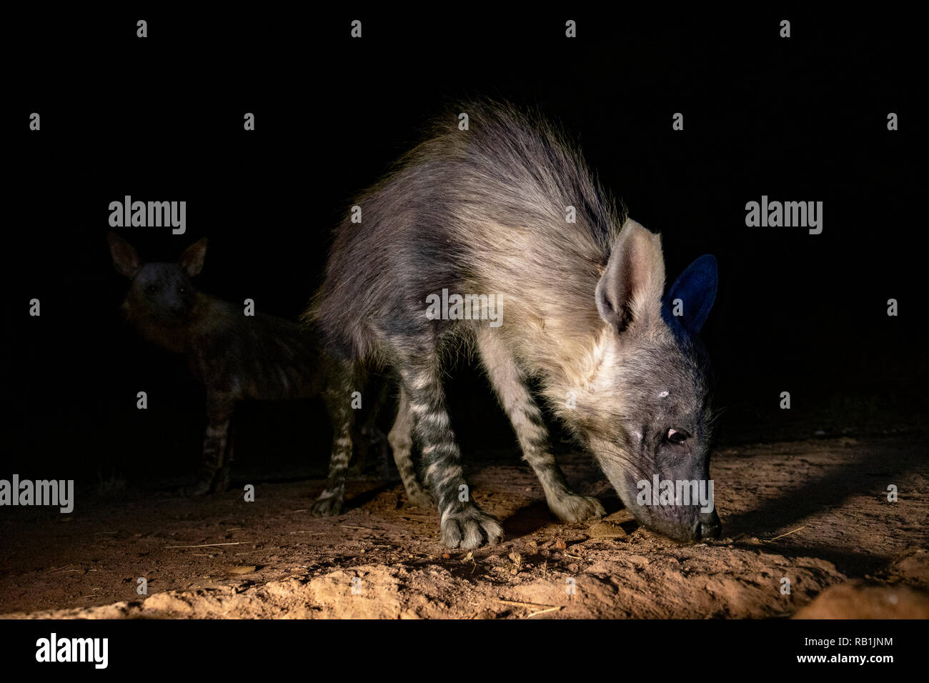 La Iena marrone (Hyaena brunnea) di notte - l'Okonjima Riserva Naturale, Namibia, Africa Foto Stock