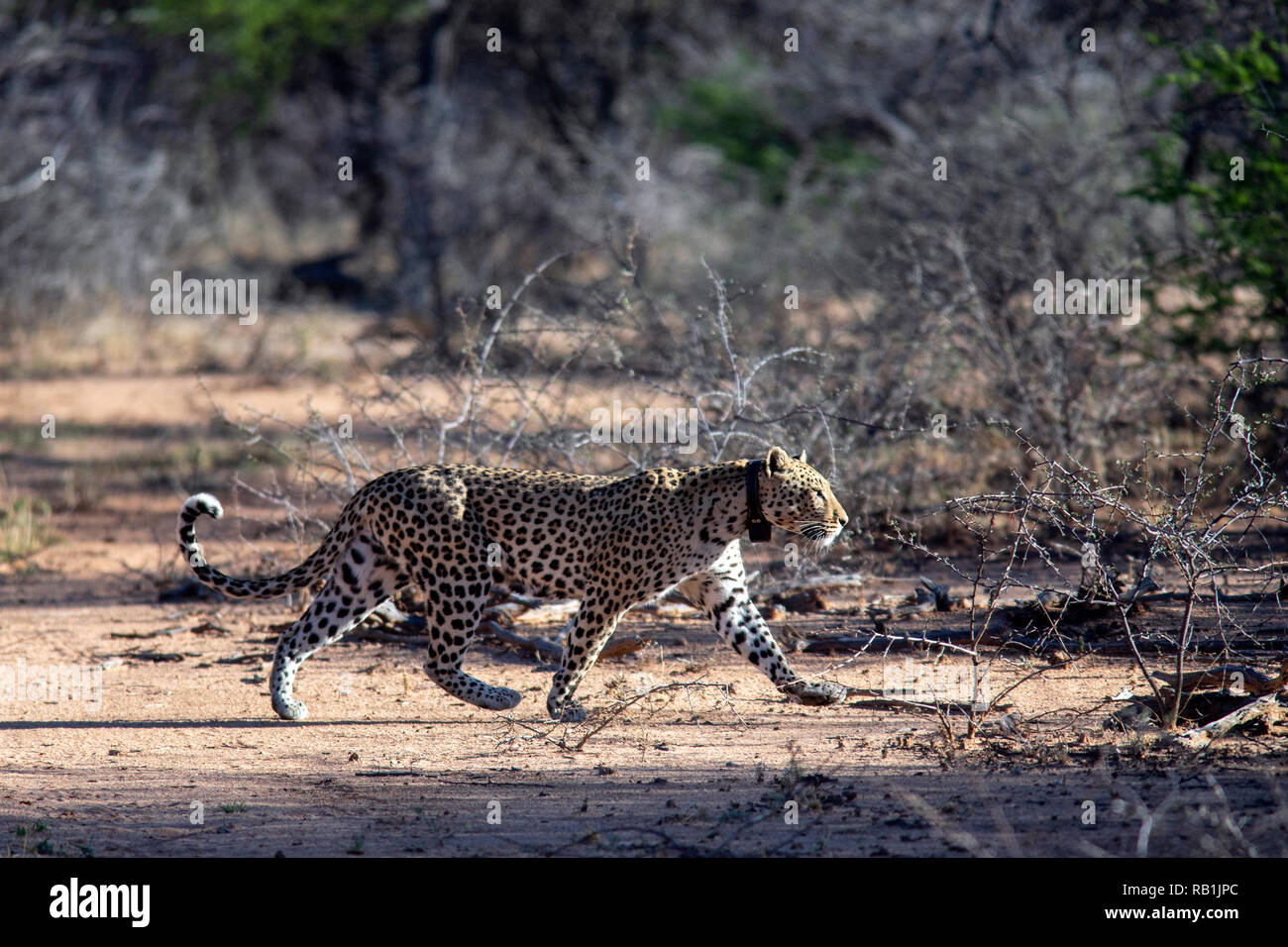 Leopard (Panthera pardus) - L'Okonjima Riserva Naturale, Namibia, Africa Foto Stock