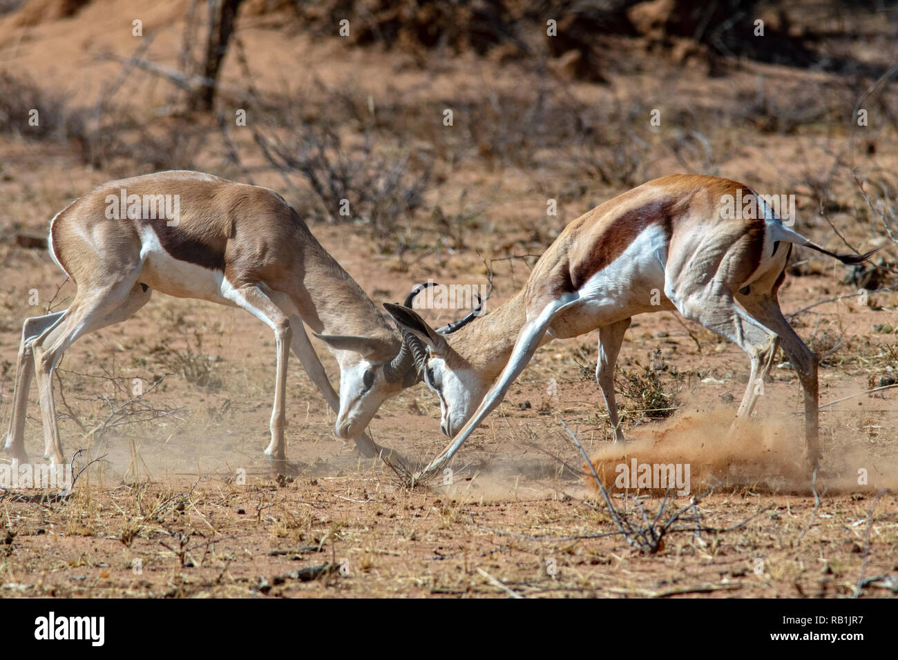 Springbok (Antidorcas marsupialis) combattere l'Okonjima - Riserva Naturale, Namibia, Africa Foto Stock