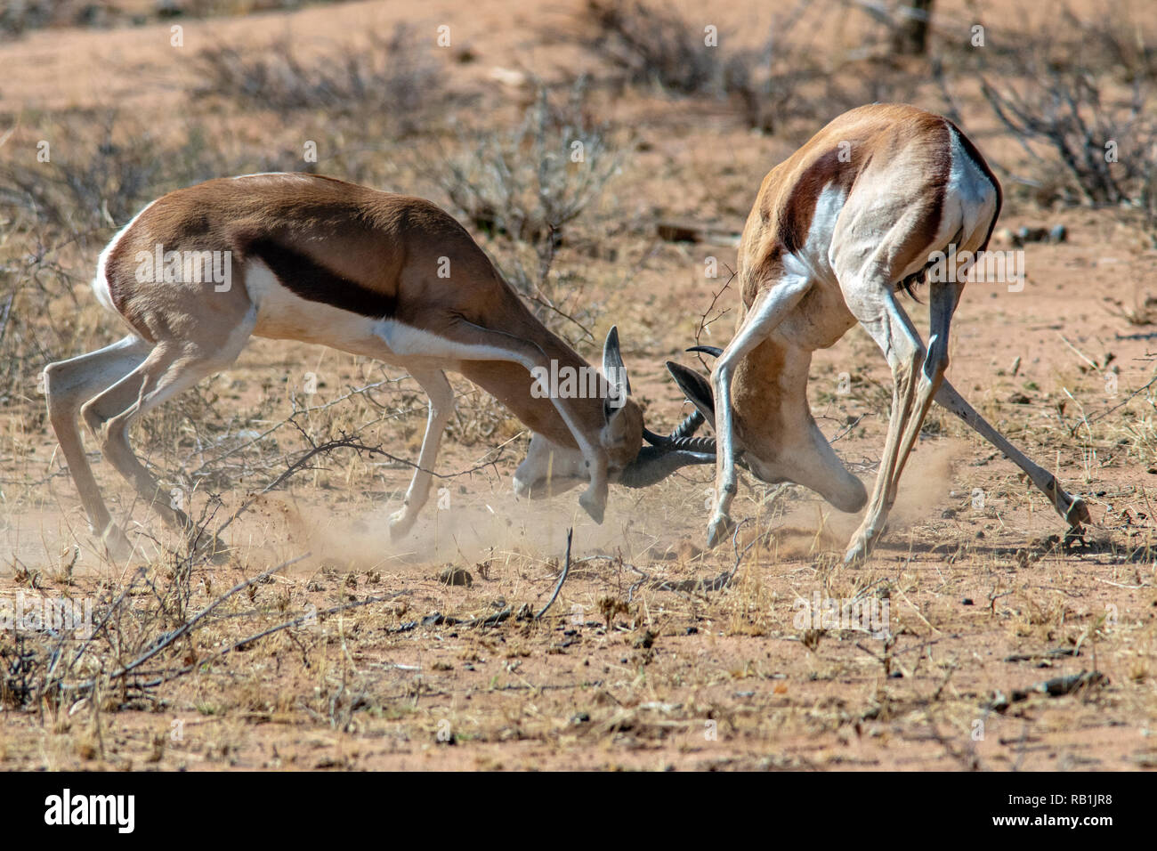 Springbok (Antidorcas marsupialis) combattere l'Okonjima - Riserva Naturale, Namibia, Africa Foto Stock