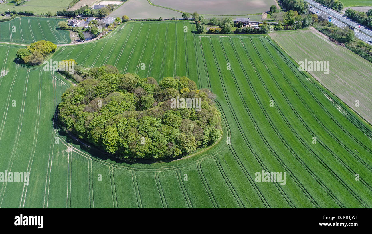 Fotografia aerea del campo di agricoltori la terra con una centrale di ceduo in Whiston, Prescot, Liverpool, in Inghilterra Foto Stock