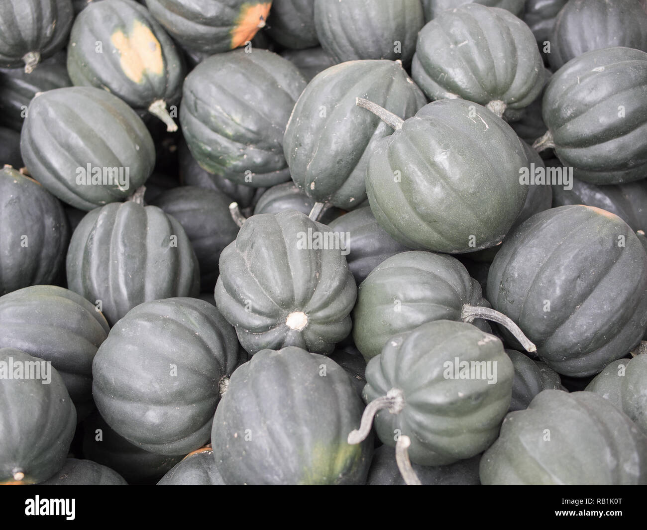 Vendemmia: Heap di Acorn Squash, Cucurbita pepo var. turbinata Foto Stock