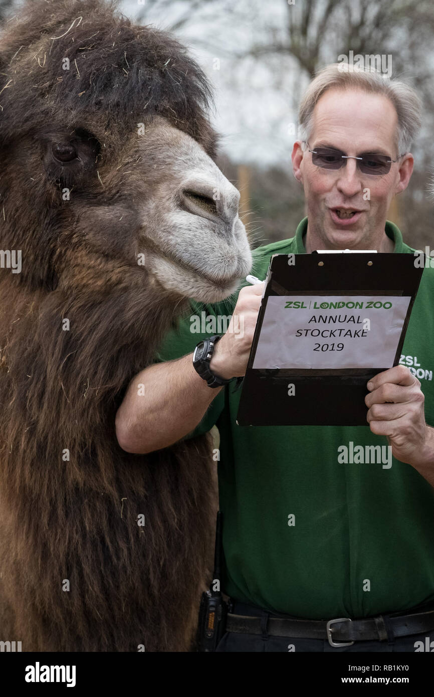 Animale annuale constatazione allo Zoo di Londra inizia a. Esso prende quasi una settimana per completare come più di 700 diverse specie sono contati. Foto Stock