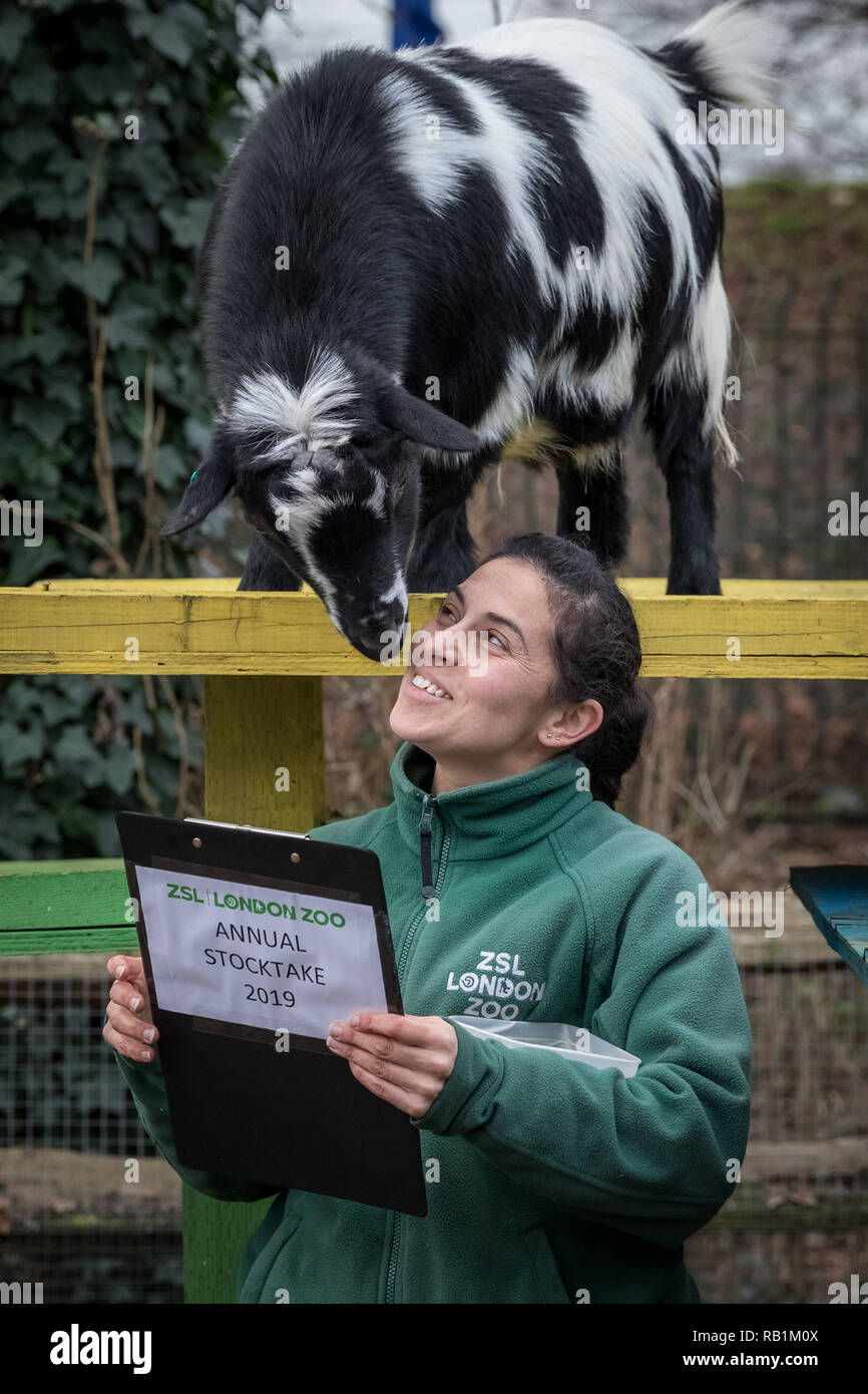 Animale annuale constatazione allo Zoo di Londra inizia a. Esso prende quasi una settimana per completare come più di 700 diverse specie sono contati. Foto Stock