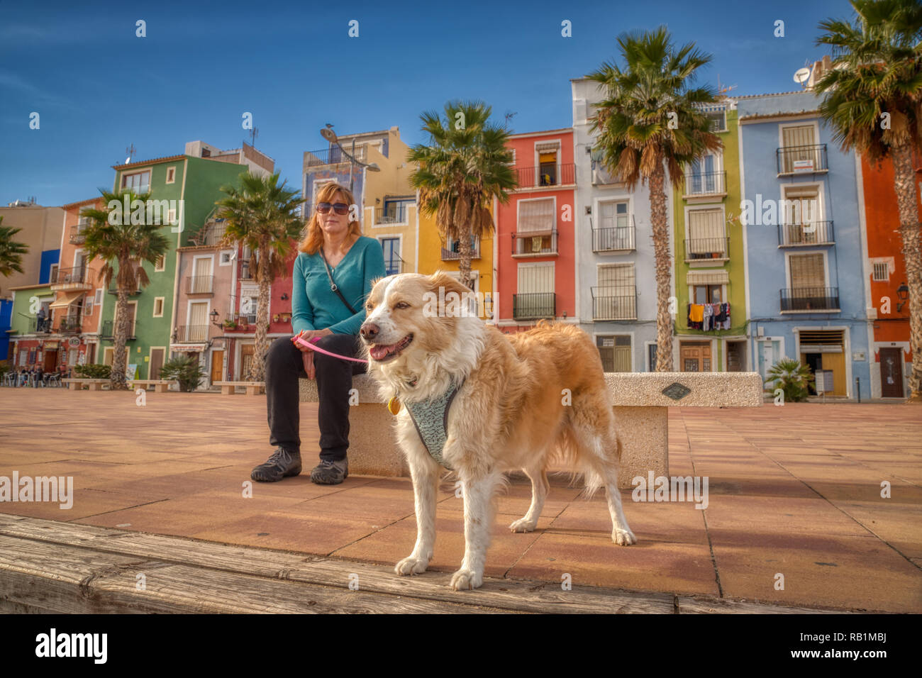 Focus su una bionda Border Collie mix cane sul lungomare di Vila Joiosa in Spagna con il variopinto edificio e una donna bionda in background. Foto Stock