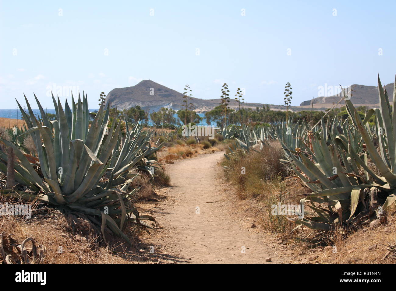 sentiero del deserto che conduce alla spiaggia Foto Stock