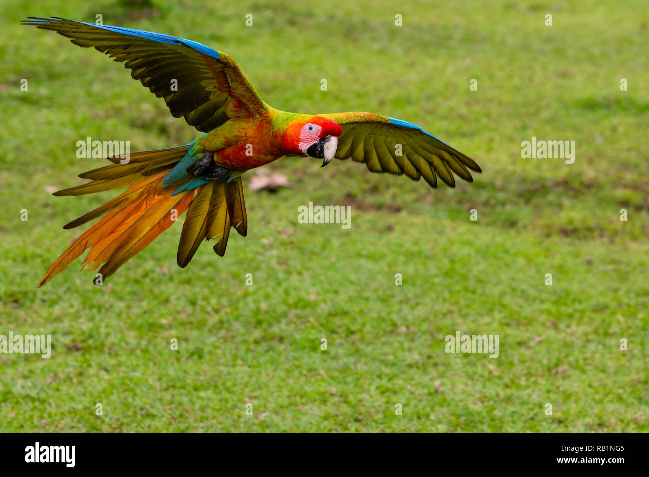 Scarlet Macaws in Costa Rica Foto Stock