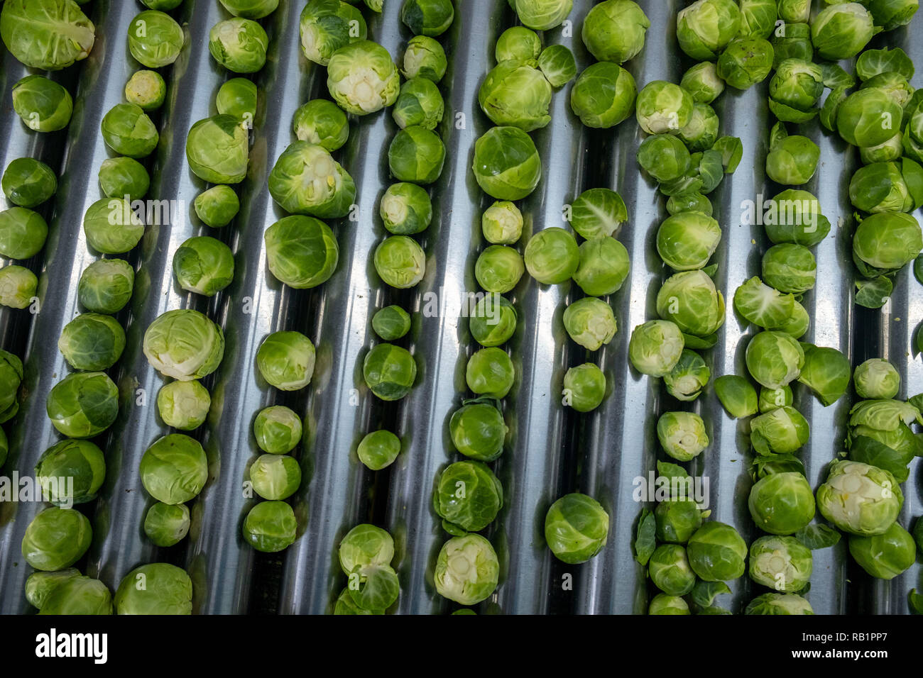 Linea di produzione di i cavoletti di Bruxelles in fabbrica Foto Stock