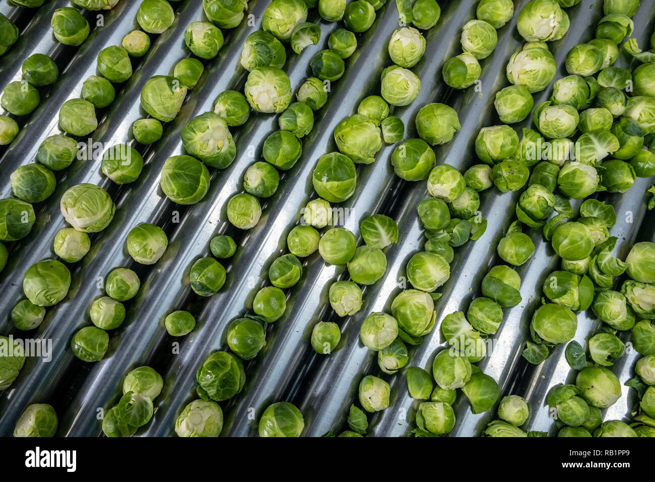 Linea di produzione di i cavoletti di Bruxelles in fabbrica Foto Stock