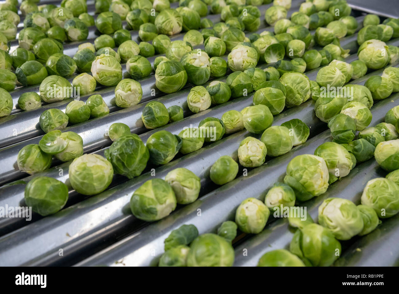 Linea di produzione di i cavoletti di Bruxelles in fabbrica Foto Stock