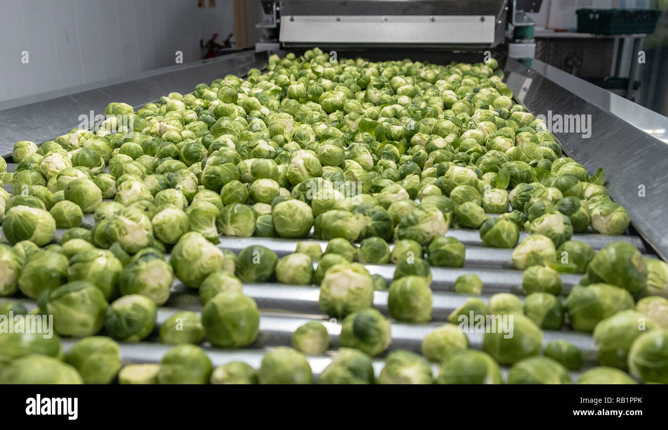 Linea di produzione di i cavoletti di Bruxelles in fabbrica Foto Stock