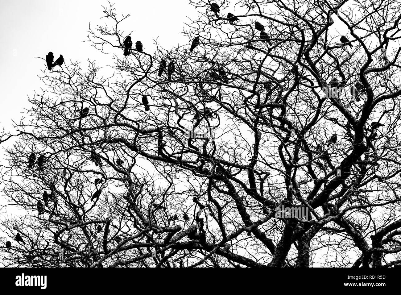 Corvi neri su un albero in bianco e nero, Irlanda Foto Stock