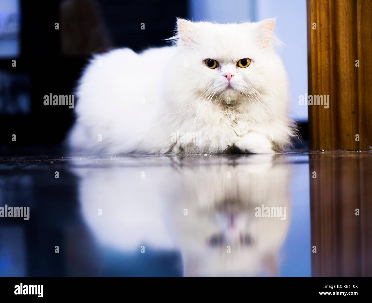 Bella pulita bianco gatto persiano Foto Stock