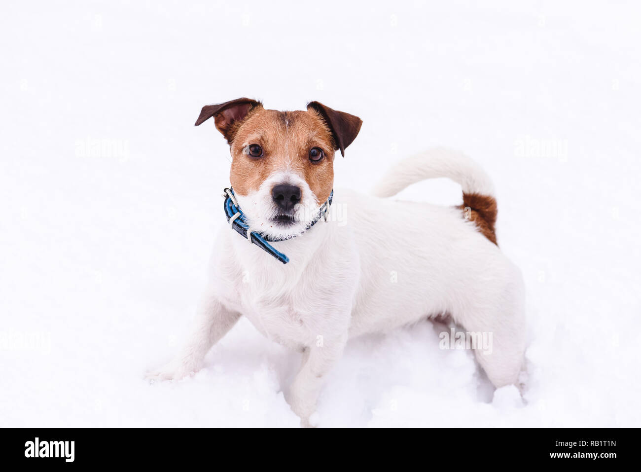 Riproduzione di cane su sfondo bianco nella neve profonda Foto Stock